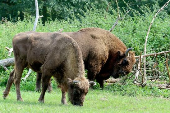 Wisent Bulle Wildpark Alte Fasanerie Klein Auheim 2017