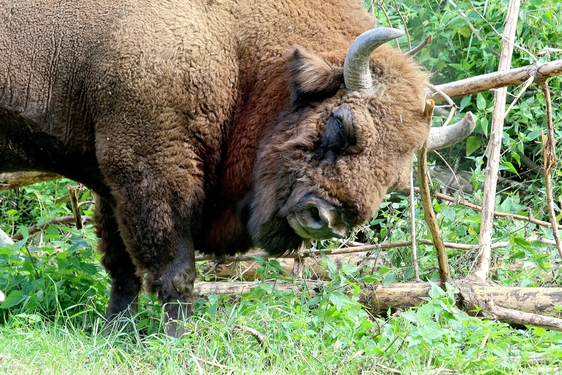 Wisent Bulle Wildpark Alte Fasanerie Klein Auheim 2017