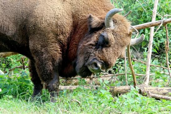 Wisent Bulle Wildpark Alte Fasanerie Klein Auheim 2017