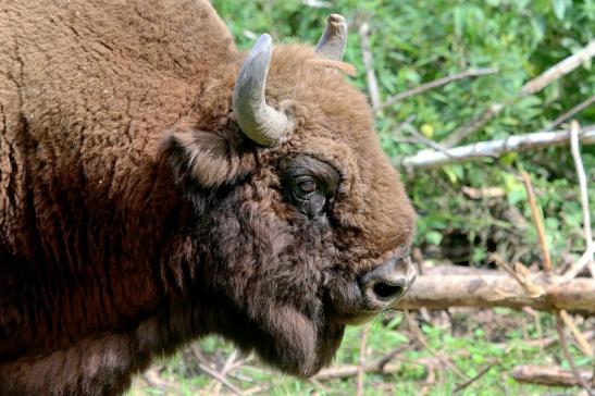 Wisent Bulle Wildpark Alte Fasanerie Klein Auheim 2017