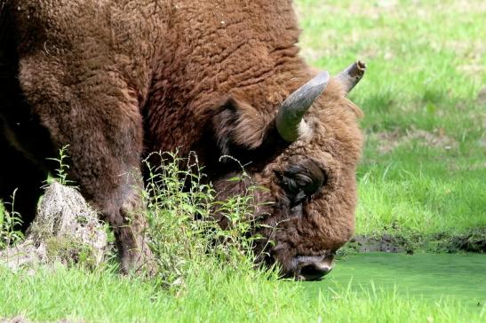 Wisent Bulle Wildpark Alte Fasanerie Klein Auheim 2017