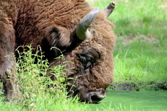 Wisent Bulle Wildpark Alte Fasanerie Klein Auheim 2017