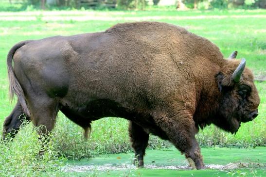 Wisent Bulle Wildpark Alte Fasanerie Klein Auheim 2017