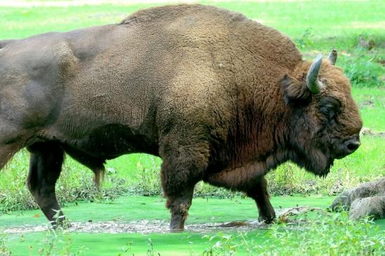 Wisent Bulle Wildpark Alte Fasanerie Klein Auheim 2017