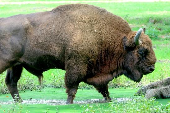 Wisent Bulle Wildpark Alte Fasanerie Klein Auheim 2017