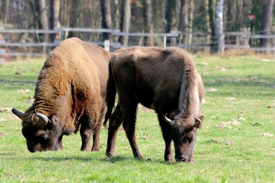 Wisent Wildpark Alte Fasanerie Klein Auheim 2017