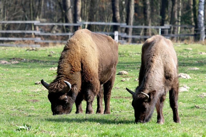 Wisent Wildpark Alte Fasanerie Klein Auheim 2017