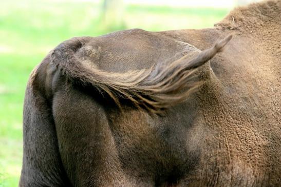 Wisent Bulle Wildpark Alte Fasanerie Klein Auheim 2017