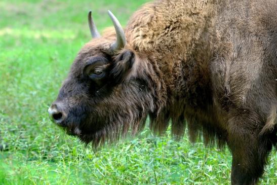 Wisent Bulle Wildpark Alte Fasanerie Klein Auheim 2017