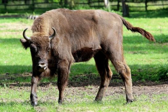 Wisent Wildpark Alte Fasanerie Klein Auheim 2017