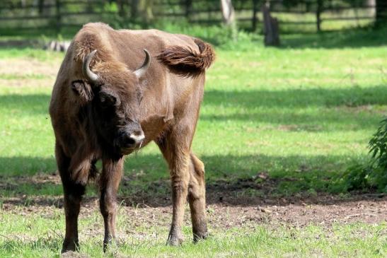 Wisent Wildpark Alte Fasanerie Klein Auheim 2017