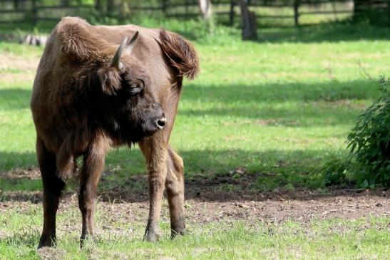 Wisent Wildpark Alte Fasanerie Klein Auheim 2017