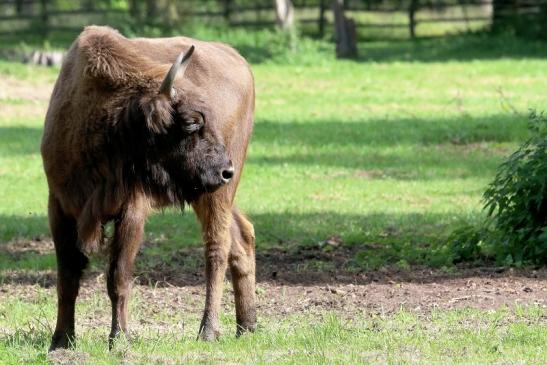 Wisent Wildpark Alte Fasanerie Klein Auheim 2017