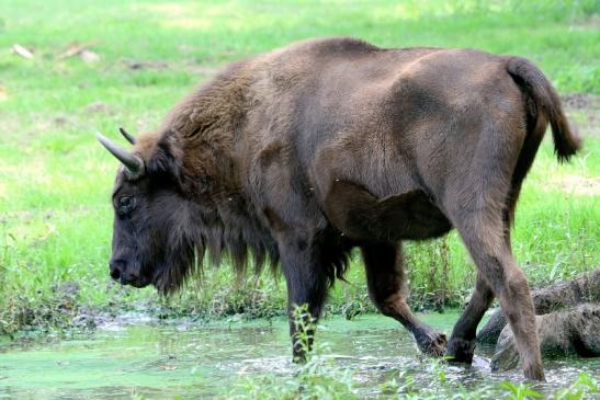 Wisent Wildpark Alte Fasanerie Klein Auheim 2017