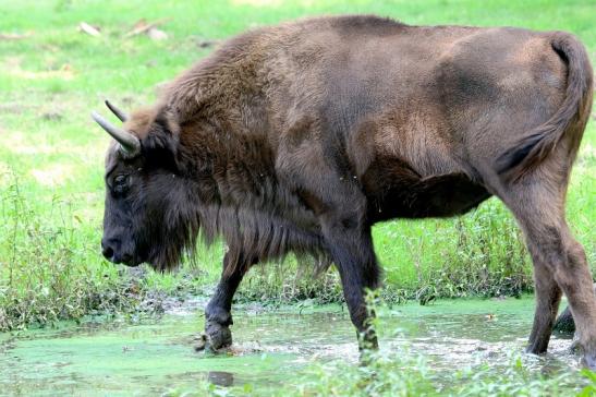 Wisent Wildpark Alte Fasanerie Klein Auheim 2017