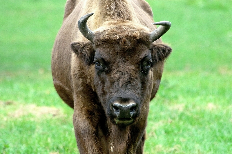 Wisent Wildpark Alte Fasanerie Klein Auheim 2017
