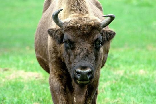 Wisent Wildpark Alte Fasanerie Klein Auheim 2017