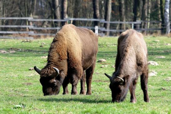 Wisent Wildpark Alte Fasanerie Klein Auheim 2017