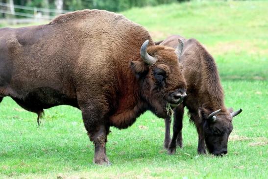 Wisent Bulle Wildpark Alte Fasanerie Klein Auheim 2017