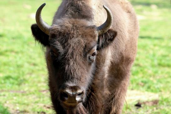 Wisent Wildpark Alte Fasanerie Klein Auheim 2017