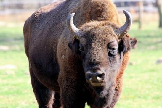 Wisent Bulle Wildpark Alte Fasanerie Klein Auheim 2017