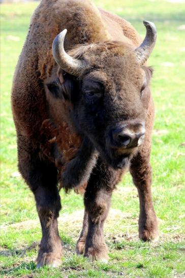 Wisent Bulle Wildpark Alte Fasanerie Klein Auheim 2017