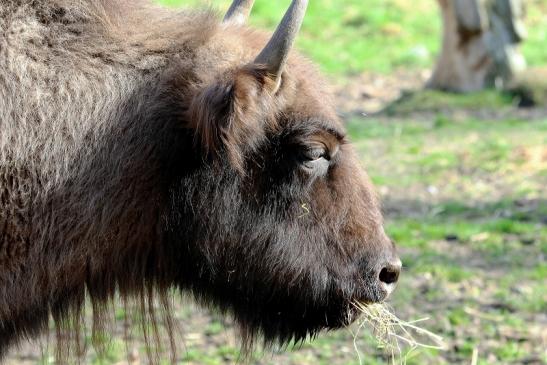 Wisent Bulle Wildpark Alte Fasanerie Klein Auheim 2017