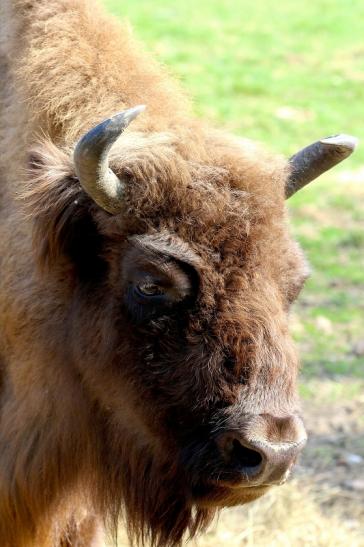 Wisent Wildpark Alte Fasanerie Klein Auheim 2017