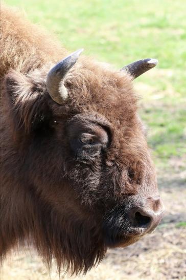 Wisent Bulle Wildpark Alte Fasanerie Klein Auheim 2017