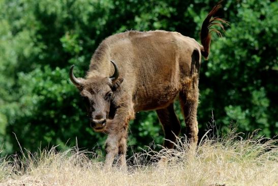 Wisent Wildpark Alte Fasanerie Klein Auheim 2018