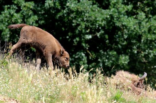 Wisent Kalb Wildpark Alte Fasanerie Klein Auheim 2018