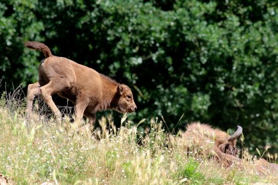 Wisent Kalb Wildpark Alte Fasanerie Klein Auheim 2018