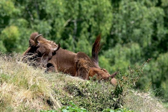 Wisent mit Kalb Wildpark Alte Fasanerie Klein Auheim 2018