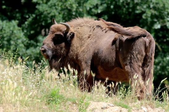 Wisent Wildpark Alte Fasanerie Klein Auheim 2018