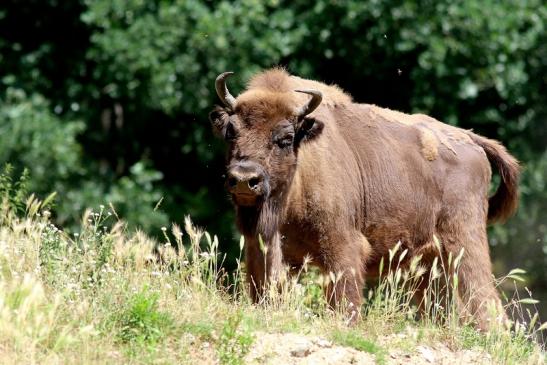 Wisent Wildpark Alte Fasanerie Klein Auheim 2018