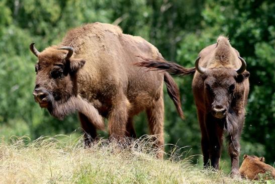 Wisent Wildpark Alte Fasanerie Klein Auheim 2018