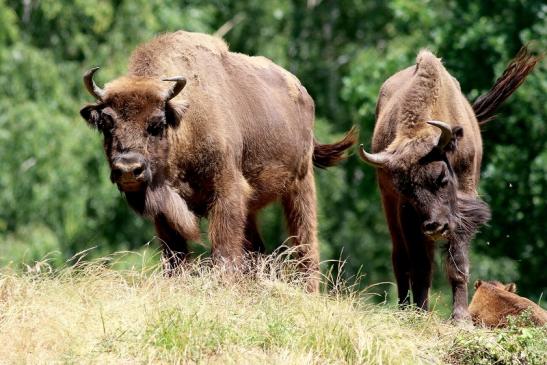 Wisent Wildpark Alte Fasanerie Klein Auheim 2018