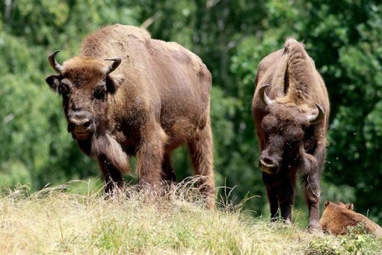 Wisent Wildpark Alte Fasanerie Klein Auheim 2018