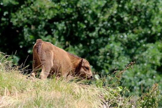 Wisent Kalb Wildpark Alte Fasanerie Klein Auheim 2018