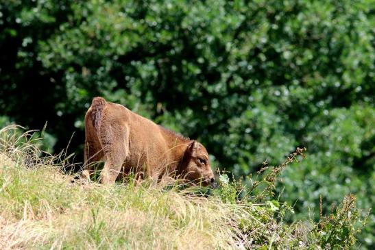 Wisent Kalb Wildpark Alte Fasanerie Klein Auheim 2018