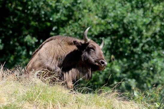 Wisent Wildpark Alte Fasanerie Klein Auheim 2018