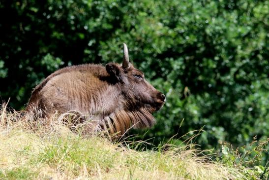 Wisent Wildpark Alte Fasanerie Klein Auheim 2018