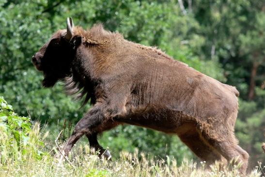 Wisent Wildpark Alte Fasanerie Klein Auheim 2018