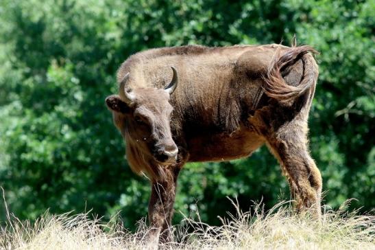 Wisent Wildpark Alte Fasanerie Klein Auheim 2018