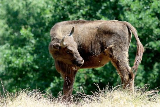 Wisent Wildpark Alte Fasanerie Klein Auheim 2018