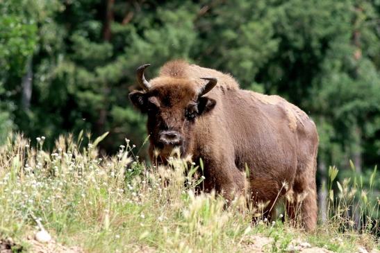 Wisent Wildpark Alte Fasanerie Klein Auheim 2018