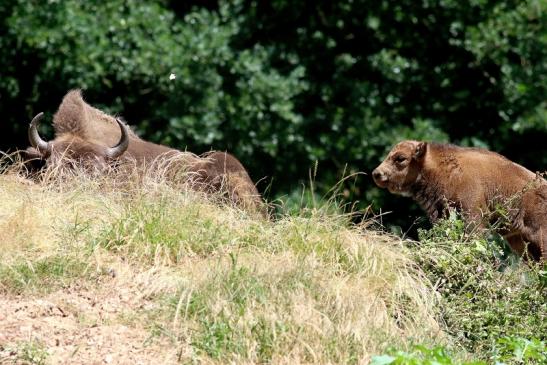 Wisent mit Kalb Wildpark Alte Fasanerie Klein Auheim 2018