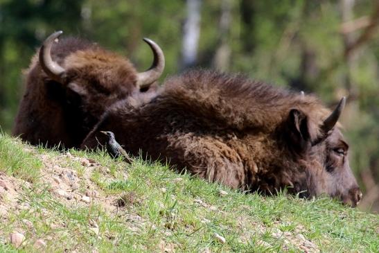 Wisent - Wildpark Alte Fasanerie Klein Auheim 2019