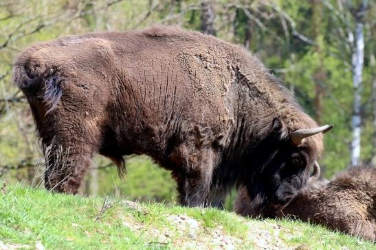 Wisent - Wildpark Alte Fasanerie Klein Auheim 2019