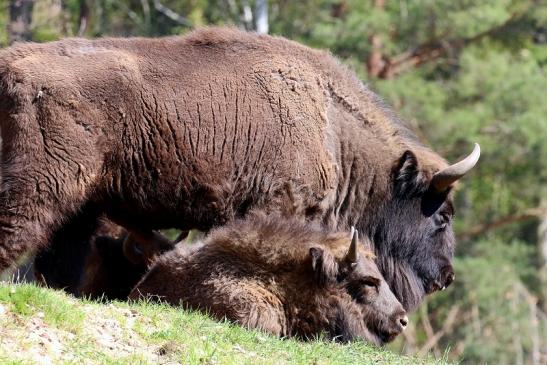 Wisent - Wildpark Alte Fasanerie Klein Auheim 2019